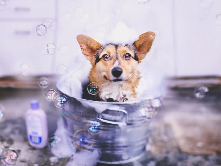 Dog bath, dog, bath, shampoo, animals, cute, pet, bubbles HD wallpaper
