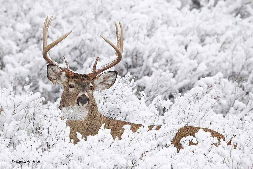 모바일 및 태블릿용 Whitetail Deer []. 눈 속에서 사슴을 탐험하십시오. 흰 꼬리 사슴 HD 월페이퍼