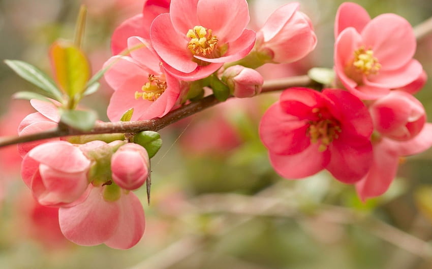 Pink, Flower, Macro, Bright, Bloom, Flowering, Branch HD wallpaper
