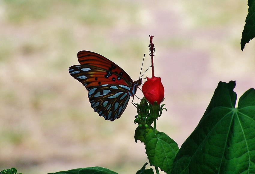 Butterfly on flower, white, alone, orange, plant, butterfly, one, pretty, flower, green, arkansas, single, nature HD wallpaper