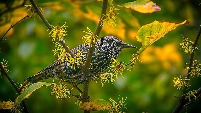 Closeup View Of Gray Bird On Tree Branch In Blur Green Background Birds HD wallpaper