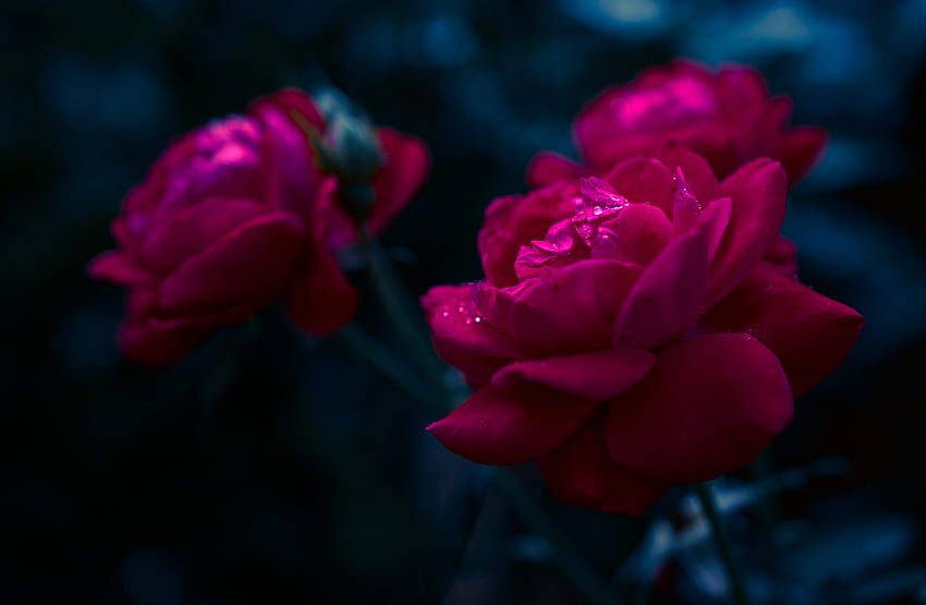 Pink Roses, Flowers, Roses, Buds, Dark background HD wallpaper
