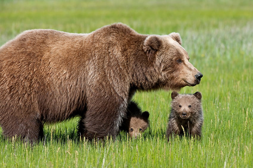 Animali, erba, giovane, orso, passeggiata, Joey Sfondo HD