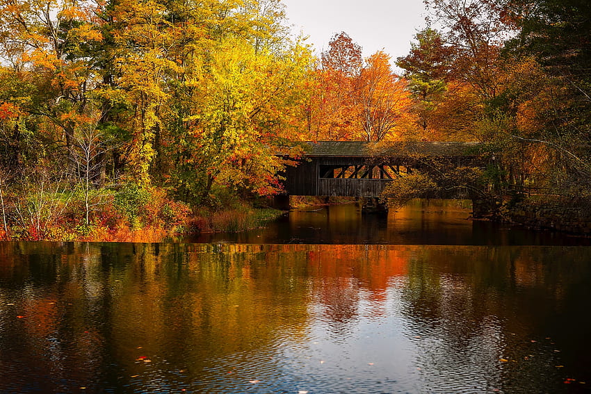Autumn Fall Forest, covered bridge, trees, autumn, nature, forest, lake HD wallpaper