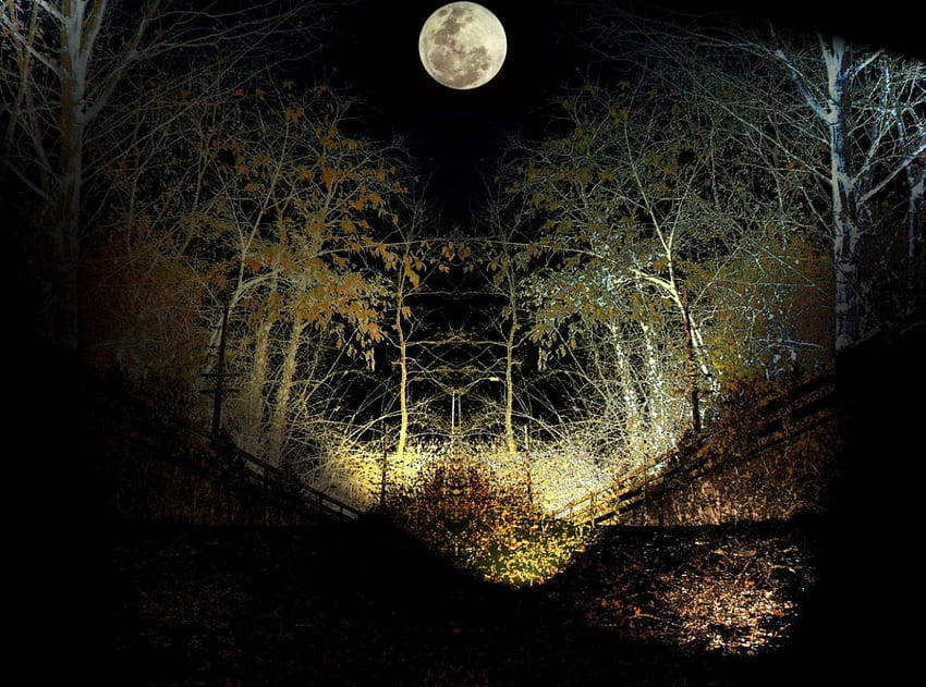 Paseo nocturno, naturaleza, luna. fondo de pantalla