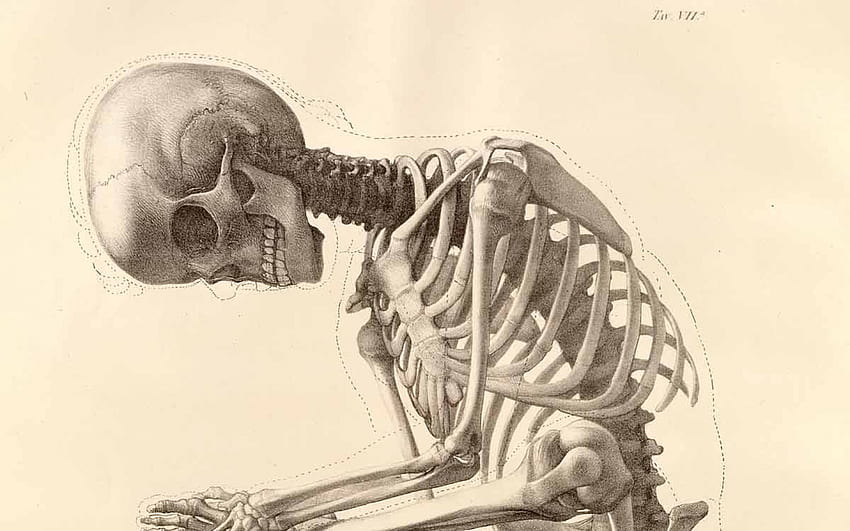 скелет човешко боди арт анатомия кости [] за вашия мобилен телефон и таблет. Изследвайте човешкия скелет. Скелет, Скелет, Човек, Анатомия на скелета HD тапет