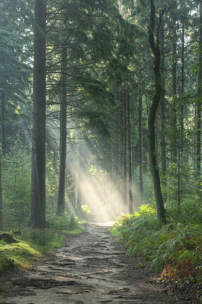 Vertikaler Zauberwald - Zauberwald, Wald, Welt, Vertikaler Wald HD-Handy-Hintergrundbild