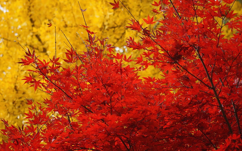 autumn trees crown leaves yellow red maple | HD wallpaper