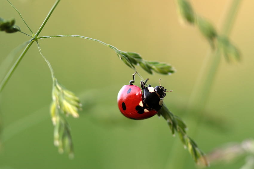 Grass, Macro, Insect, Ladybug, Ladybird HD wallpaper