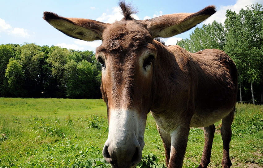 My What Big Ears You Have, ears, muzzle, ass, donkey HD wallpaper | Pxfuel