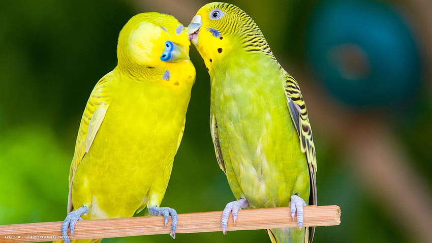 budgie two budgies love bird parrots HD wallpaper