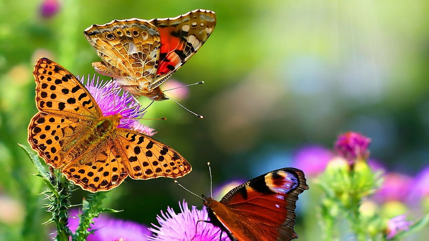 Res: , Some of nature these a not edited by hop but natural. Butterfly , Nature animals, Animals beautiful HD wallpaper