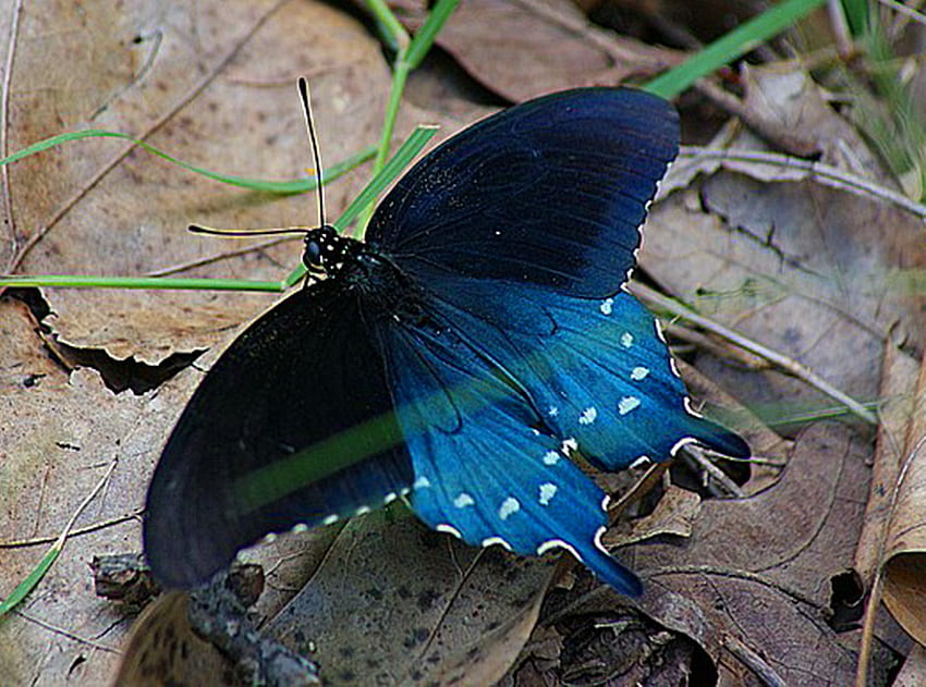 Blue beauty on the wing, blue, white, butterfly, turquoise, gossamer wings, ground HD wallpaper