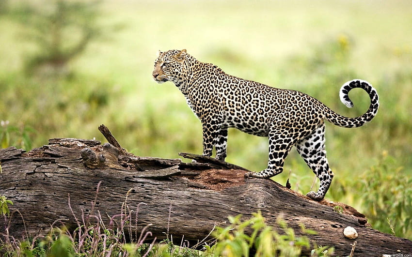 Wildes Leben, wilde Safari HD-Hintergrundbild
