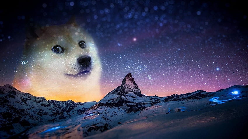 Cool Doge, Purple Dog HD wallpaper