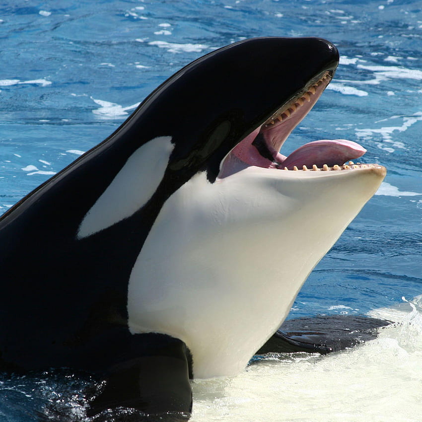 baleia assassina, orca Papel de parede de celular HD