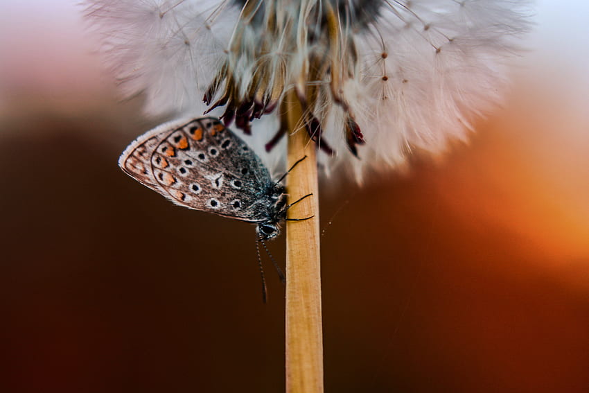 Butterfly, dandelion, close up HD wallpaper