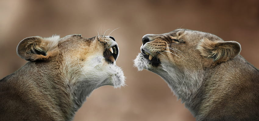 Animals, Lions, Grin, Couple, Pair, Predator, Lioness, Anger, Lionesses HD wallpaper