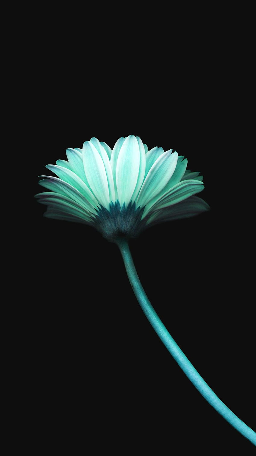 Lonely Flower Dark Blue Simple Minimal Art iPhone 8, Минималистичен Dark Blue HD тапет за телефон