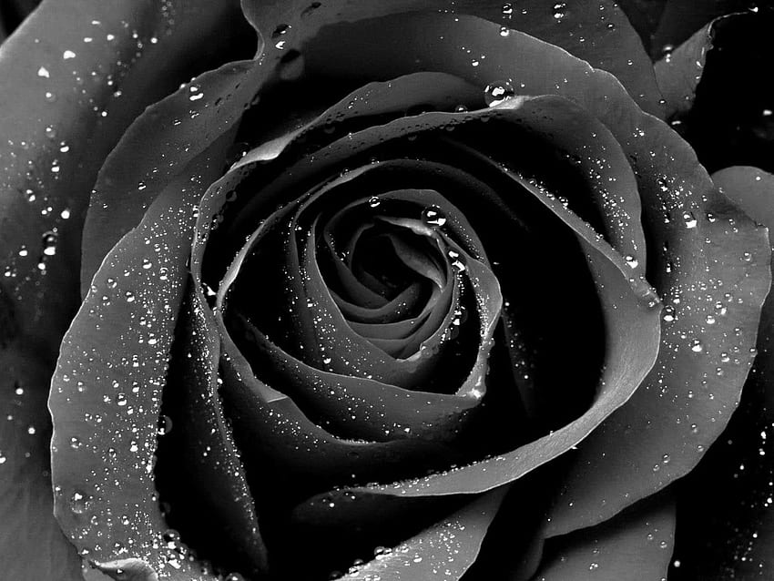 Black Flower, Cool Rose HD wallpaper