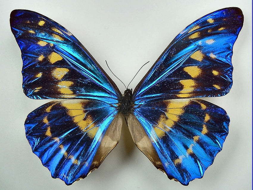 morpho helena, blue, butterflies, schiller, morphos HD wallpaper