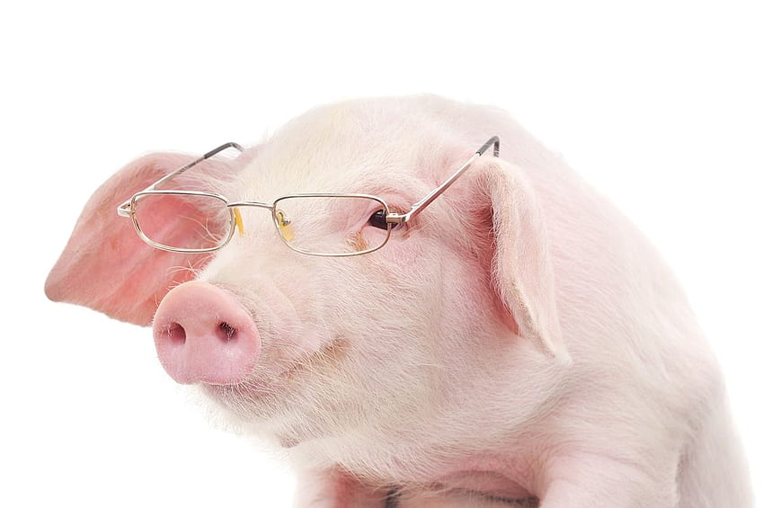 돼지, 동물, 본부 돼지, 돼지 얼굴 HD 월페이퍼