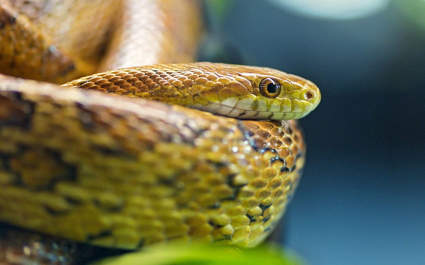 Animals, Eyes, Snake, Scales, Scale HD wallpaper