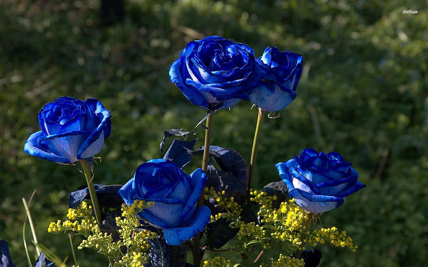 青いバラ、バラ、葉、植物、花 高画質の壁紙