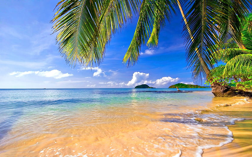 Coconut trees near water, landscape, tropical, beach, palm trees • For ...