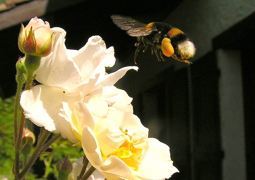 Nettare per pranzo, ali, nettare, bianco, ape, petali, giallo, fiore Sfondo HD