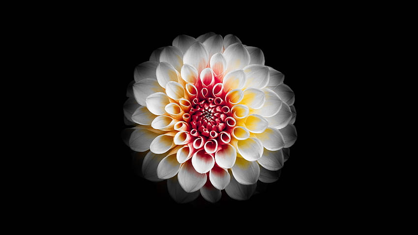 Fleur de dahlia blanc, fleur AMOLED Fond d'écran HD