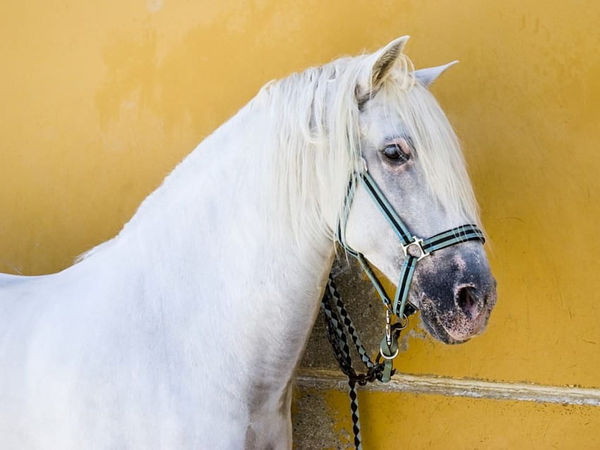 A beautiful white Andalusian , horse, head, stallion HD wallpaper