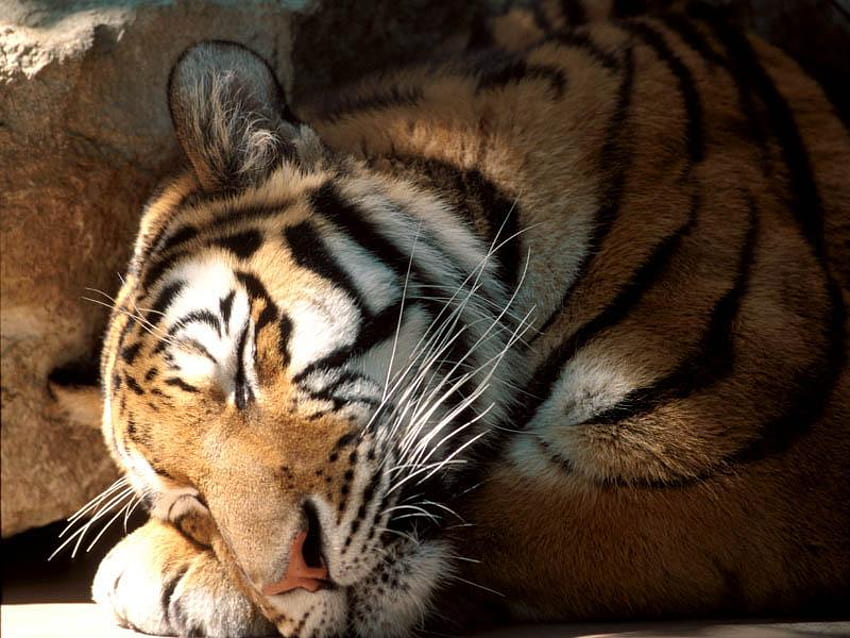 Relaxing tiger, animal, tiger, wildlife, relax, zoo HD wallpaper