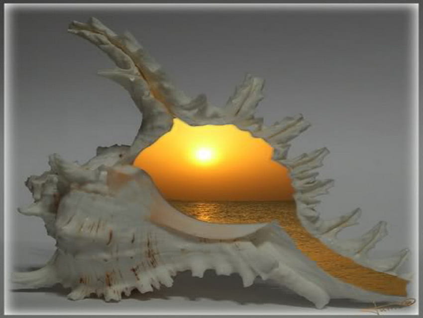 shell, sea, window, morning, sunrise HD wallpaper