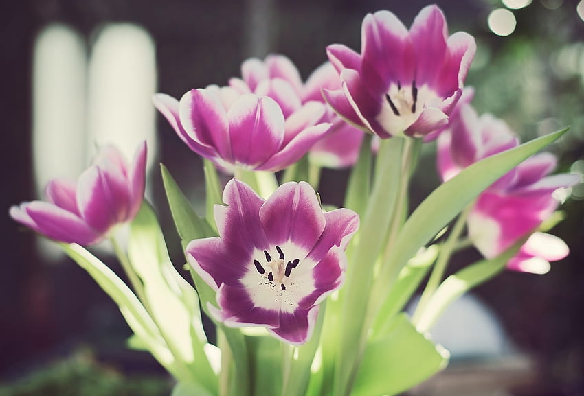 Blumen, Tulpen, Grüns, aufgelöst, lose, Staubblätter HD-Hintergrundbild