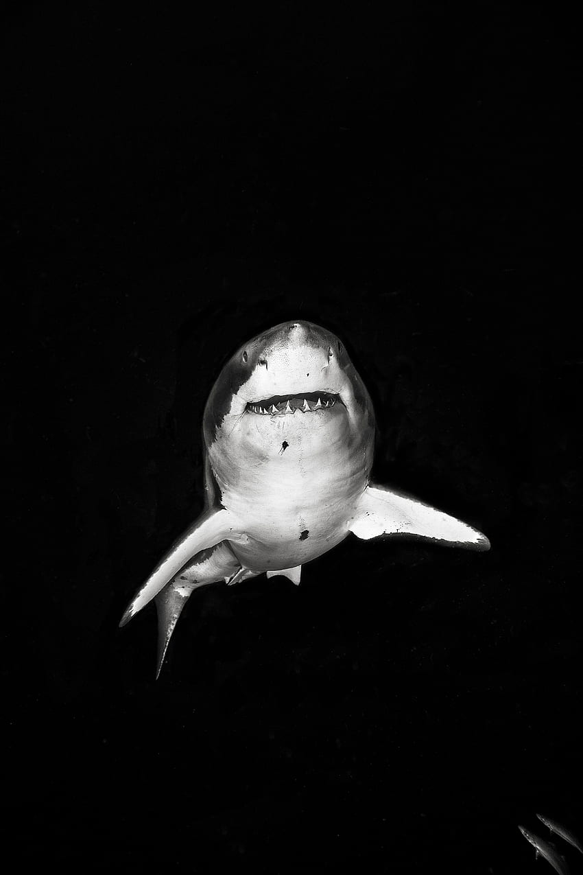 마이클 뮬러의 화이트 마이크. Weiße haie, Großer weißer hai, 하이, 흑백 상어 HD 전화 배경 화면