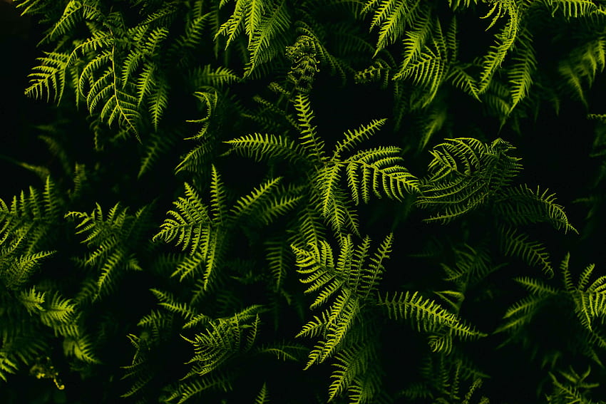 Natur, Blätter, Pflanze, Farn, Äste HD-Hintergrundbild