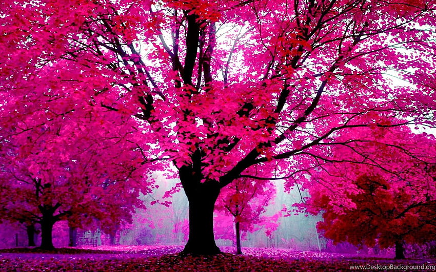 Pink Nature Trees, Pink Tree HD wallpaper | Pxfuel