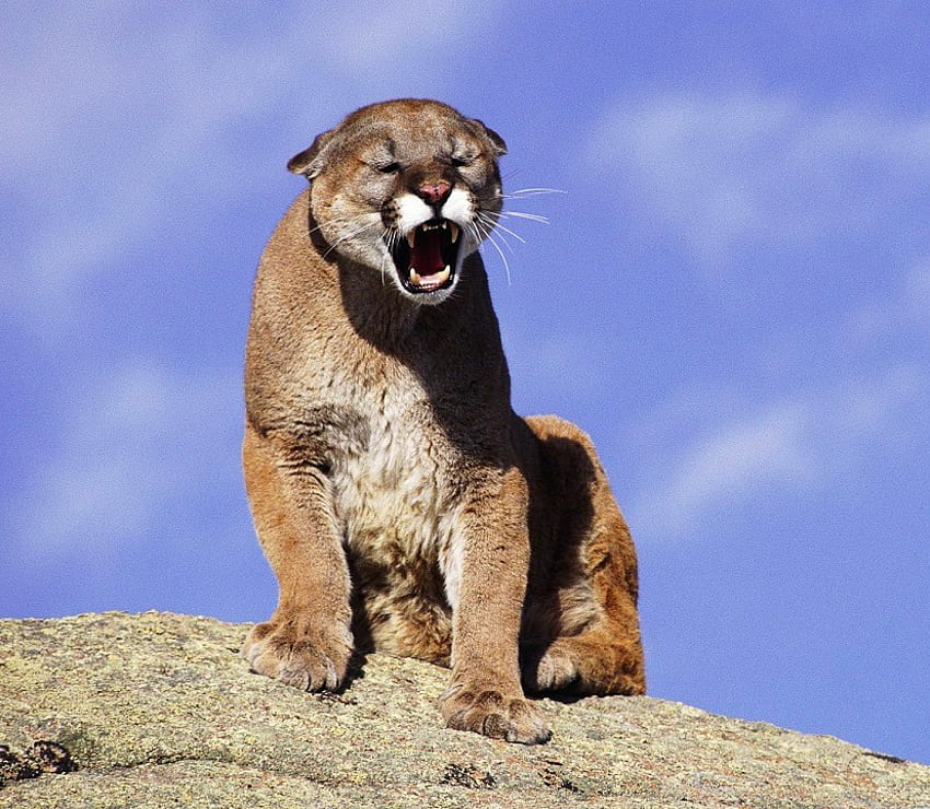 Anger in the mountains, cougar, fierce, snarling, rock, dangerous HD wallpaper