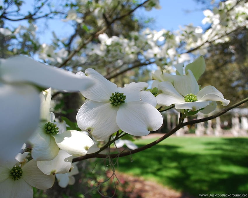 Schließen Sie herauf Hartriegel-Frühlings-Blumen-Hintergrund HD-Hintergrundbild
