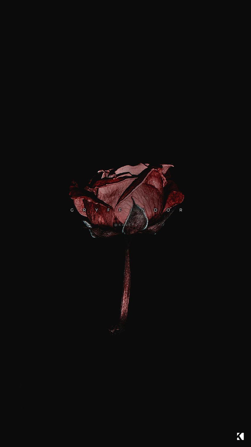 Dark Aesthetic Dark Roses iPhone - най-големият портал, черна и розова роза HD тапет за телефон
