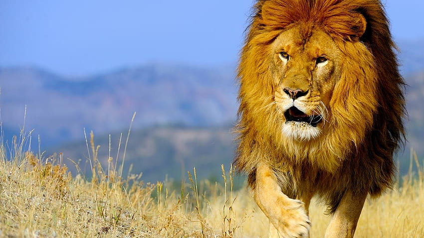 Barbary Lion . Barbary Sheep , Barbary Lion and Lion King Disney, Strong Lion HD wallpaper