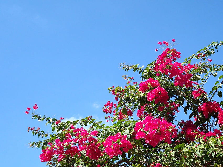 Sky Flowers Bougainvillea Branches, Bougainvilleas HD wallpaper