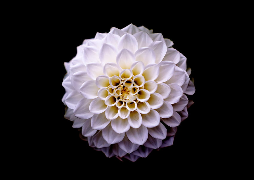 Dahlia, flower, portrait HD wallpaper