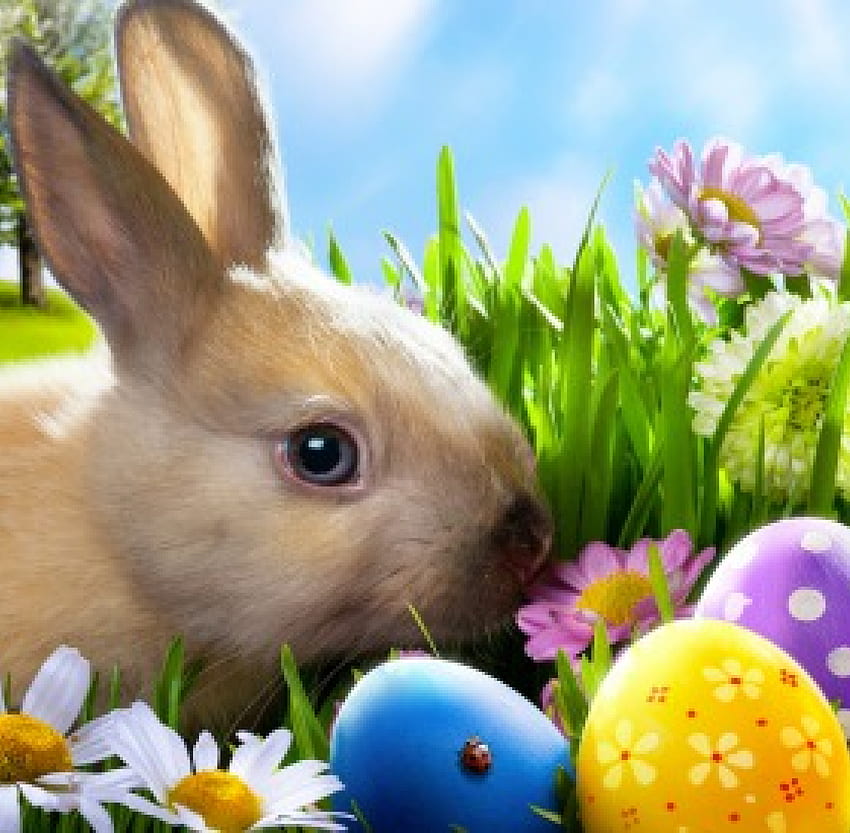 Easter Time, sunshine, cute, meadow, grass, eggs, spring, bunny, time, flowers, easter, rabbit HD wallpaper