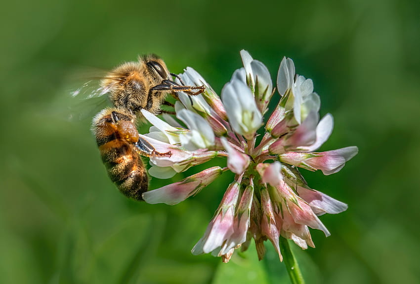 Buzzy Bee, primo piano, api, insetti, graphy, verde, natura, macro Sfondo HD