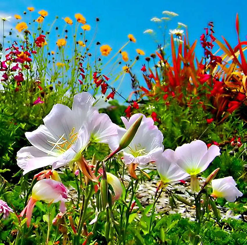 Flores pequenas rindo ao sol!, azul, branco, jardim, cores, prazer, riso, beleza, pequeno, simples, verde, amarelo, vermelho, flores, feliz, alegria, sol papel de parede HD