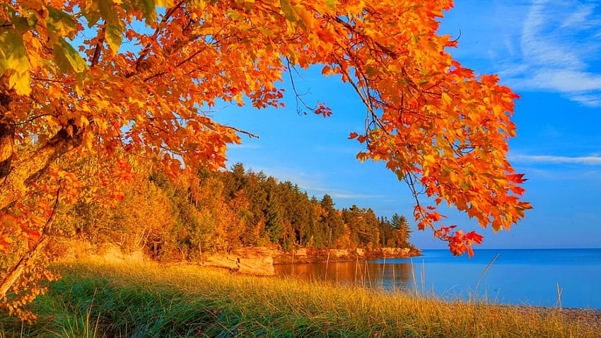 Autumn tree, colorful, fall, beautiful, grass, tree, lake, shore, leaves, branches, autumn HD wallpaper