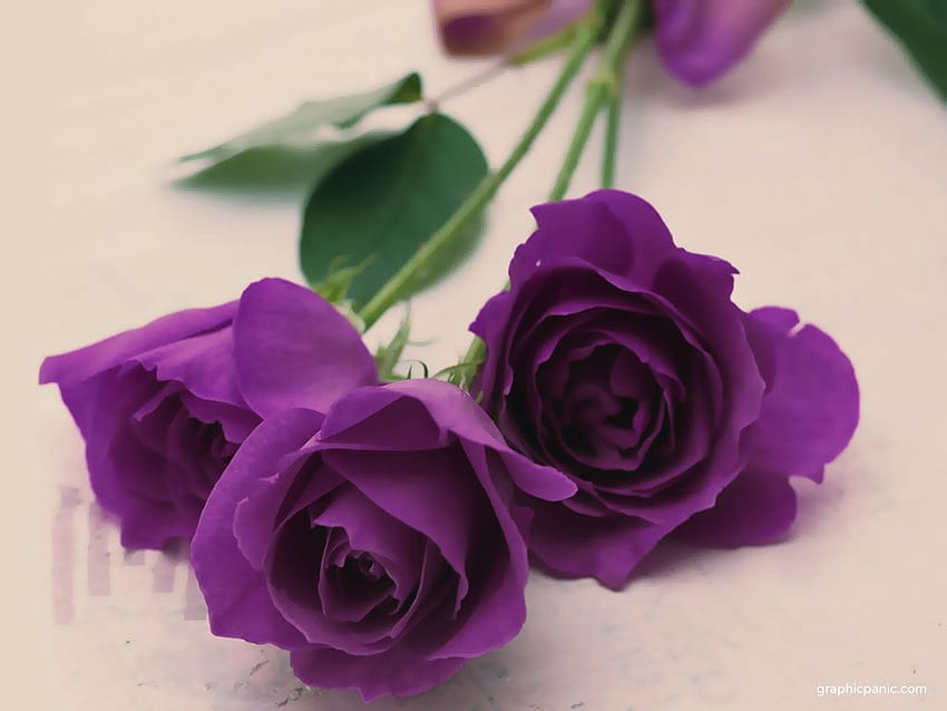 Flor Rosa Púrpura 9 – NAIMA FLORIST Loja Online de Flores papel de parede HD