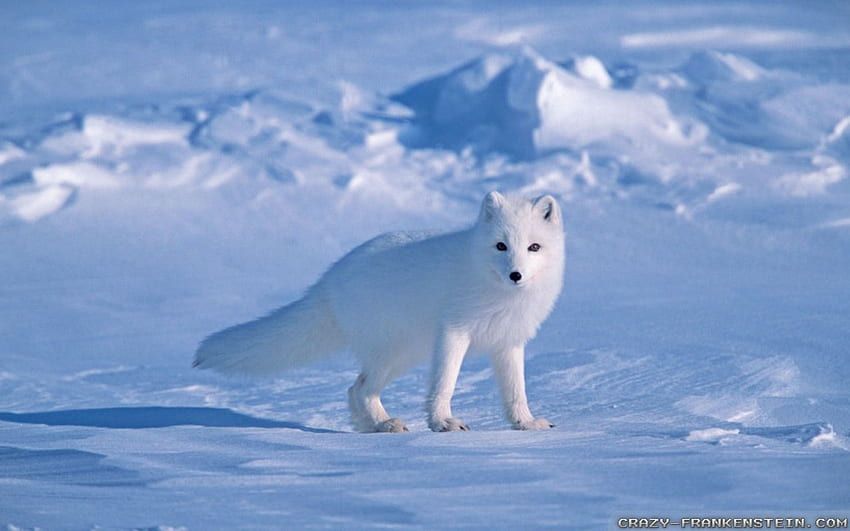 북극여우 , 동물, HQ 북극여우 . 2019, 귀여운 눈여우 HD 월페이퍼